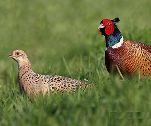 Гургуул (Зэрлэг гургуул)